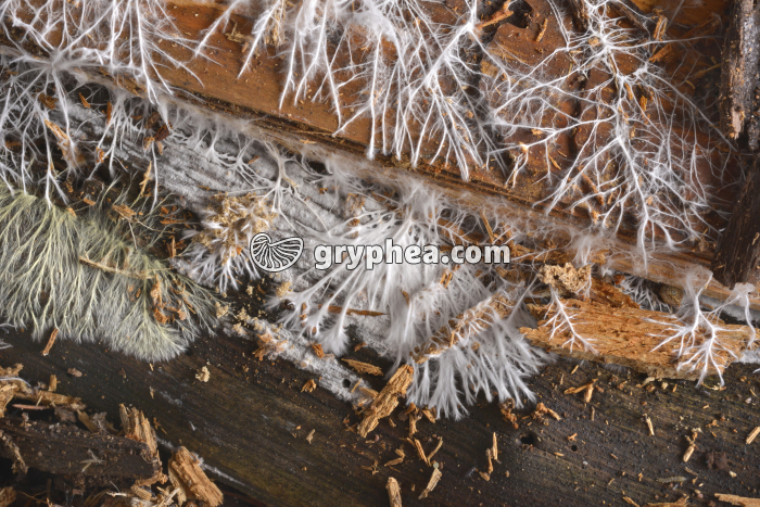 Mycélium forestier - gryphea.org